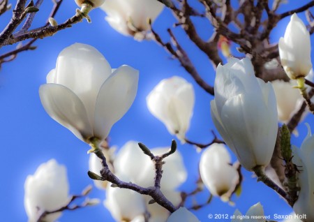 magnolia flower - glow
