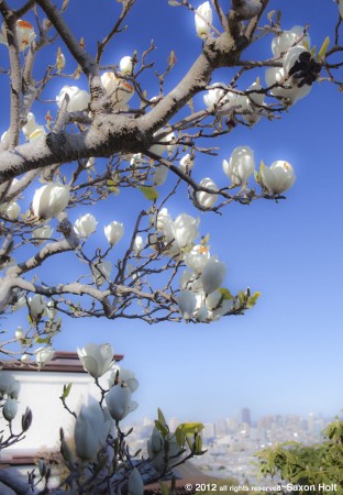 magnolia tree with glow