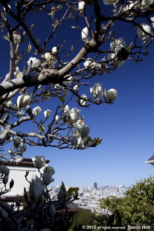 contrast magnolia against San Francisco skyline