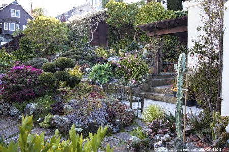 san francisco garden with magnolia tree