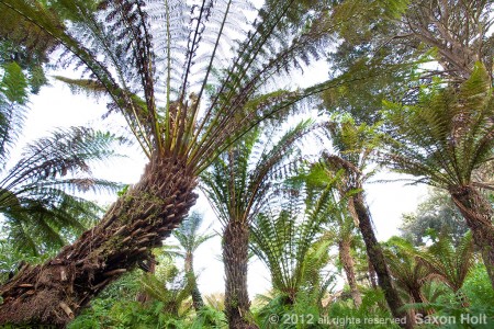 tree fern fern golden gate park