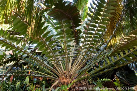 huntington gardens, Encephalartos transvenosus Modjadji Cycad, Encephalartos transvenosus