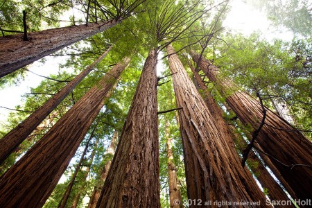 redwoods, muir woods redwood trees, muir woods