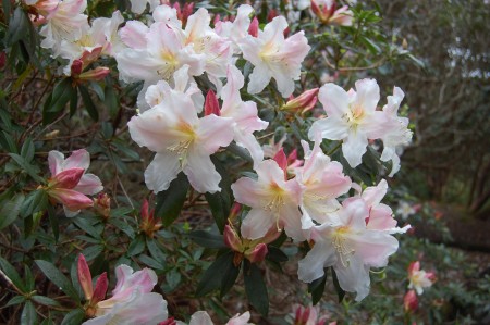 Rh. formosanum var. inaequale