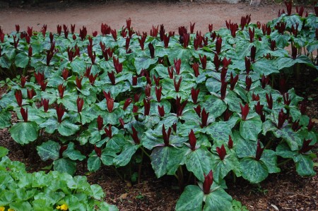 Trillium sessile 1