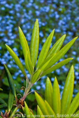 rhodo leaves with cloned myosotis