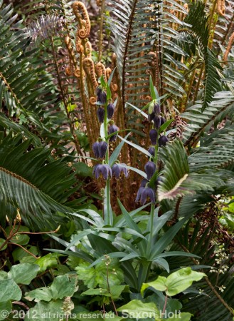 native plants, ferns and chocolate lily