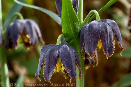 Mission Bells, Chocolate Lily Fritillaria lanceolata Mission Bells, Chocolate Lily Fritillaria lanceolata