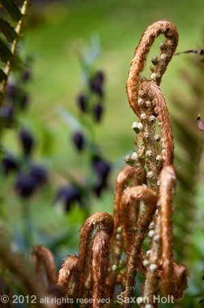 sword fern frond unfolding