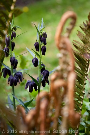 Chocolate lily framed by sword fern