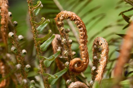 sword fern unfolding