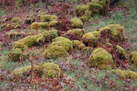 moss