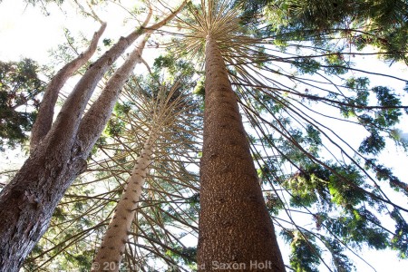 Araucaria at Lotusland