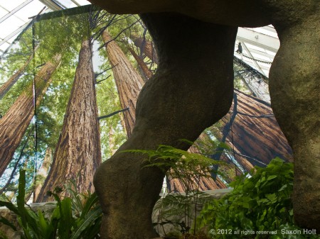 holt_950_0245 redwood tree photo mural behind dinosaur