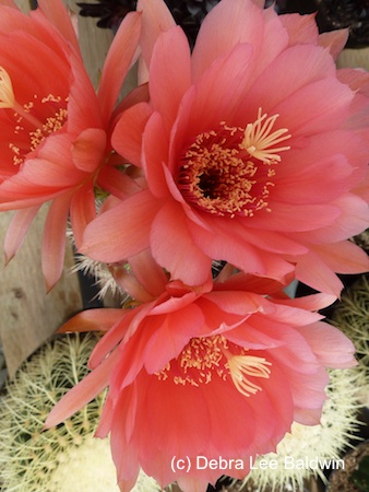 Cactus in bloom2