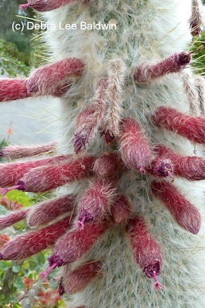 Cleistocactus strausii2