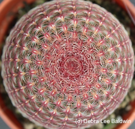 Echinocereus rigidissimus v rubispinus