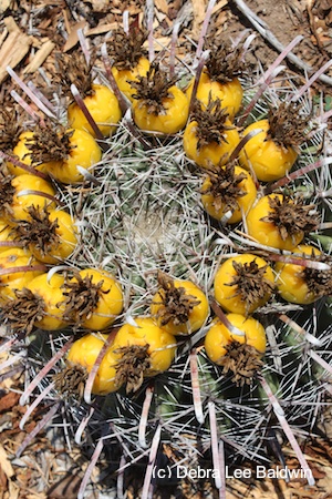 Ferocactus wislizenii2