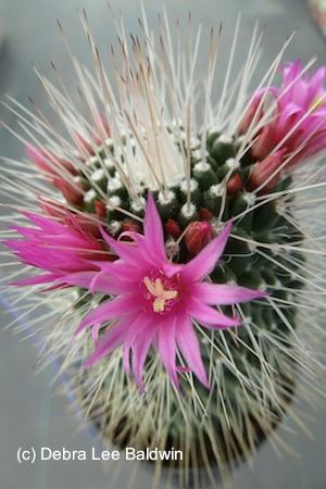 Mammillaria2