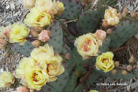 Opuntia2