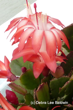 Schlumbergera