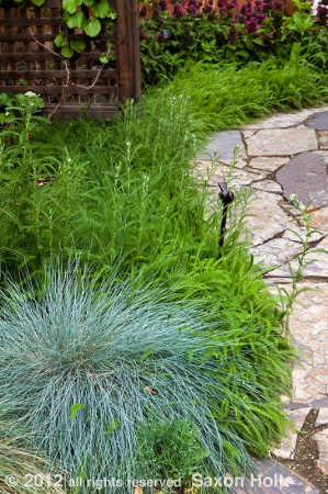 achillea by path in california native plant garden