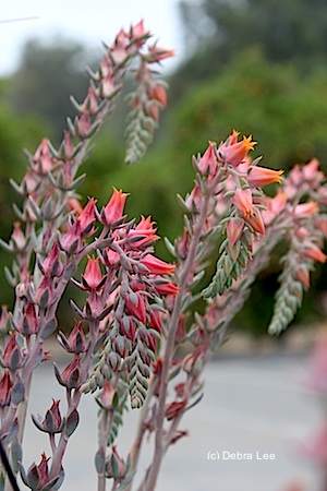 Echeveria4