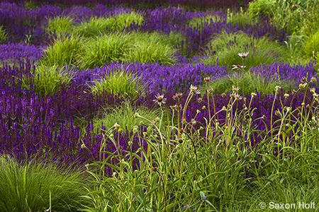lurie garden balanced photo composition