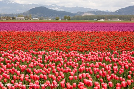 tulip festival horizontal thirds
