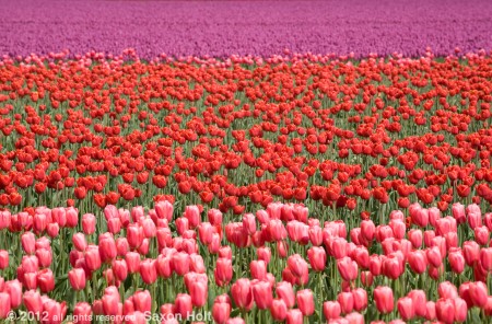 3 blocks of tulip row colors