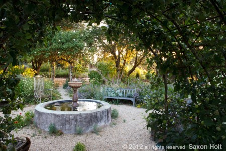 Morning Light Through Oaks in Courtyard Garden