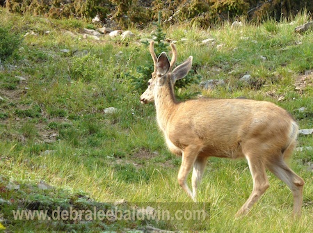 Deer