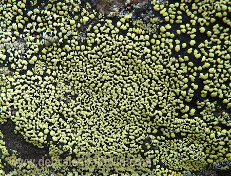 Lichen1