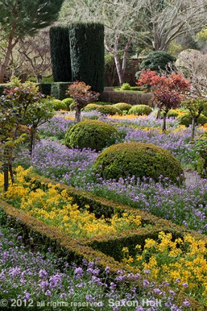 Filoli - Bay trees in chartres garden