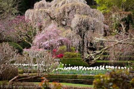 weeping cherry trees in Filoli wall garden