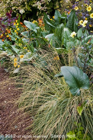 Ornamental grass vignette in O'Byrne garden