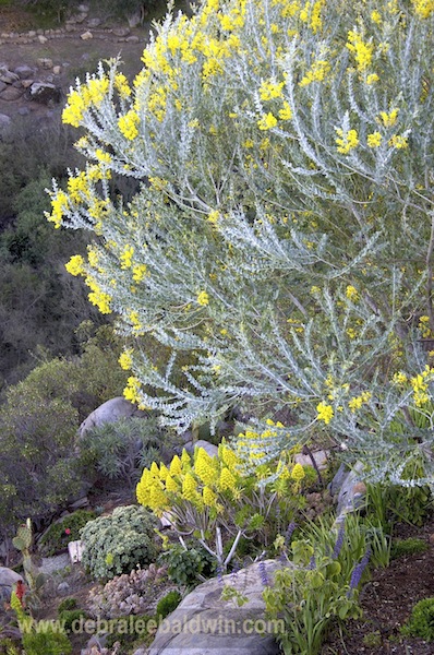 Acacia cultriformis2