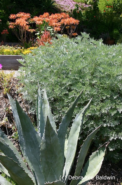 Artemisia 'Powis Castle'