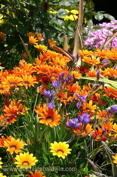 Daisy, African, gazania