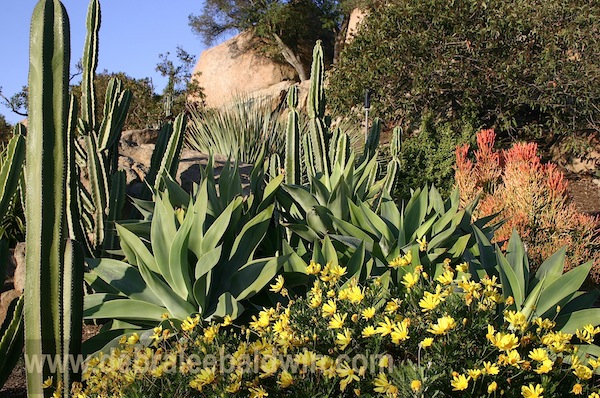 Daisy, Euryops pectinatus