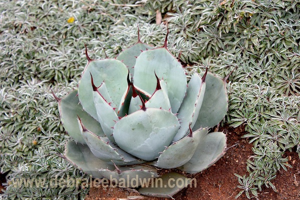 Dymondia, Agave parryi 'Truncata'