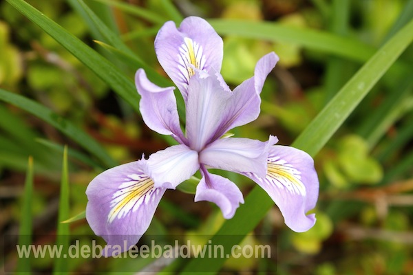 Iris douglasiana (Pacific Coast iris)