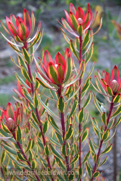 Leucadendron 'Safari Sunset'