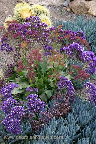 Limonium (Statice, sea lavender)