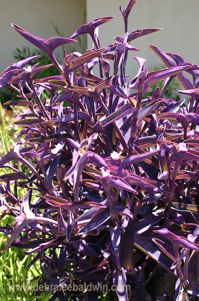 Tradescantia pallida 'Purpurea'