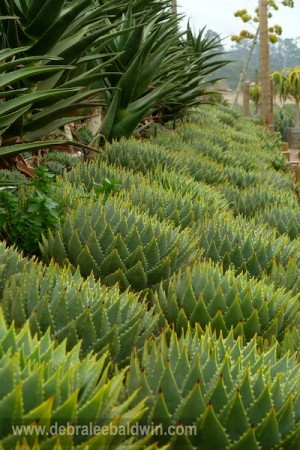 P1070015