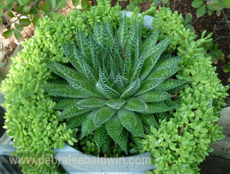 P1070106 Aloe aristata