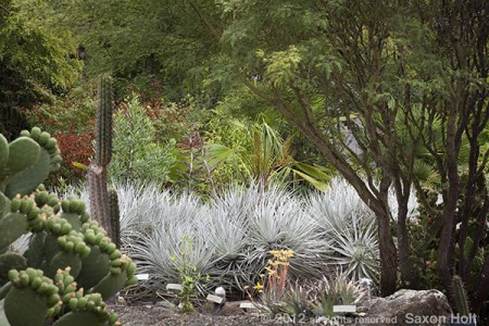 Puya - Pitcairnia ferruginea by path