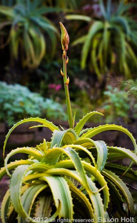 Aloe focal point SFBG Workshop