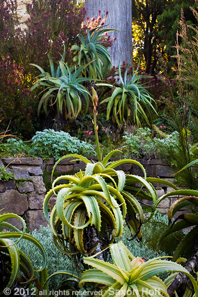 focal points in garden photography to help tell the story